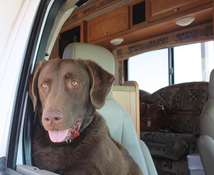 5 Tips To Ensure A Great Pet-Friendly Road Trip