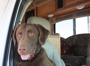5-tips-to-ensure-a-great-pet-friendly-road-trip